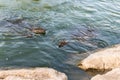 Nile soft-skinned turtles - Trionyx triunguis - swim near the shore in search of food in the Alexander River near Kfar Vitkin sett
