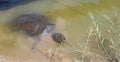 Nile softshell turtle in Nahal Alexander in Israel, Trionyx triunguis in the water, habitant of rivers