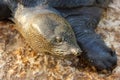 Nile softshell turtle