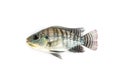 Nile Tilapia Fingerlings fry from farm nursery on white background.