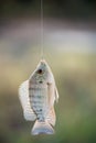 Nile tilapia fish hanging on hook