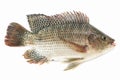 Nile tilapia fish isolated on white background, fish meat