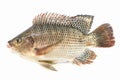 Nile tilapia fish isolated on white background, fish meat