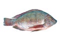 Nile Tilapia fish Royalty Free Stock Photo