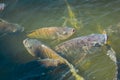 Nile tilapia, freshwater fish that is popularly used for industrial farming because of its fast growing, easy to raise, good yield Royalty Free Stock Photo