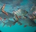 Nile tilapia in pond Oreochromis niloticus in Ratchaprapha Dam at Khao Sok National Park, Surat Thani Province Royalty Free Stock Photo