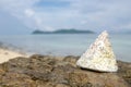 NILE TOP SHELL on the beach Royalty Free Stock Photo