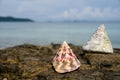 NILE TOP SHELL on the beach Royalty Free Stock Photo