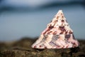 NILE TOP SHELL on the beach Royalty Free Stock Photo