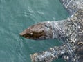 Nile turtle (Trionyx triunguis) in the river about Dalaman. Royalty Free Stock Photo