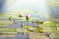 Nile water Lily Royalty Free Stock Photo