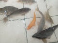 Nilem Fish Morphology lti& x29; is an endemic & x28;native& x29; Indonesian fish that lives in rivers and swamps