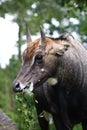 Nilgai Royalty Free Stock Photo