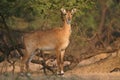 Nilgai, aka blue bull Royalty Free Stock Photo