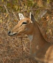 Nilgai, aka blue bull