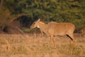 Nilgai, aka blue bull