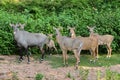 Nilgai Royalty Free Stock Photo