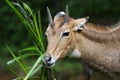 Nilgai Antelope Royalty Free Stock Photo