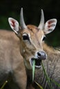 Nilgai Antelope Royalty Free Stock Photo