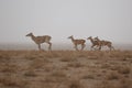 Nilgai antelope in the desert little rann of kutch Royalty Free Stock Photo