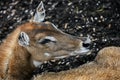 Nilgai female`s head 2