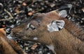 Nilgai female`s head 3