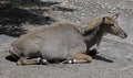 Nilgai 2 Royalty Free Stock Photo
