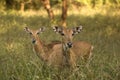 Nilgai antelopes, Sariska Game Reserve, Rajasthan, India