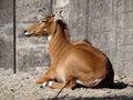 The nilgai or blue bull Boselaphus tragocamelus, Die Nilgauantilope oder Nilgaiantilope, Nilgau oder Nilgai - The Zoo ZÃÂ¼rich