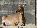 The nilgai or blue bull Boselaphus tragocamelus, Die Nilgauantilope oder Nilgaiantilope, Nilgau oder Nilgai - The Zoo ZÃÂ¼rich
