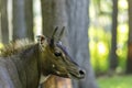 Nilgai - Blue Bull Boselaphus tragocamelus