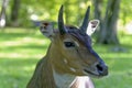 Nilgai - Blue Bull (Boselaphus tragocamelus)