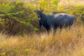 Nilgai blue bull in forest of Khijadiya bird Sanctuary