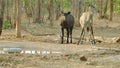 The nilgai or blue bull is the largest Asian antelope and is endemic to the Indian subcontinent. Royalty Free Stock Photo