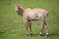 Nilgai (Boselaphus tragocamelus).