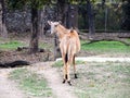 Nilgai Boselaphus tragocamelus, also known as the nilgau or blue bull. Wildlife animal.