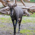 Nilgai Boselaphus tragocamelus, also known as the nilgau or blue bull in zoo