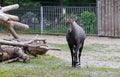 Nilgai Boselaphus tragocamelus, also known as the nilgau or blue bull in zoo