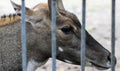 Nilgai Boselaphus tragocamelus, also known as the nilgau or blue bull in zoo