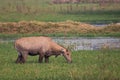 Nilgai Boselaphus tragocamelus feeding in Keoladeo Ghana Natio