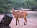 Nilgai - Boselaphus Tragocamelus - Largest Asian antelope - Female - Standing with Forest Background - India Royalty Free Stock Photo