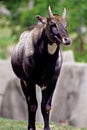 Nilgai Bull 34191