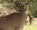 Nilgai (female) Royalty Free Stock Photo