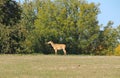 Nilgai female