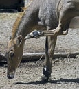 Nilgai 1