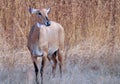Nilgai in the Gir forest Royalty Free Stock Photo