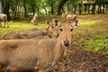 2 nilgai are grazing in the field Royalty Free Stock Photo