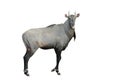 Nilgai isolated Royalty Free Stock Photo