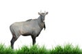 Nilgai isolated Royalty Free Stock Photo