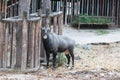 Nilgai Royalty Free Stock Photo